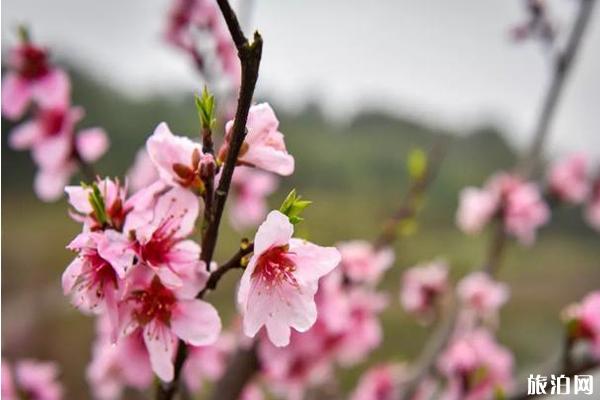 衡陽哪里有桃花看