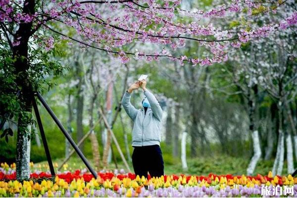 宁波植物园樱花什么时候开?附入园预约及游玩指南