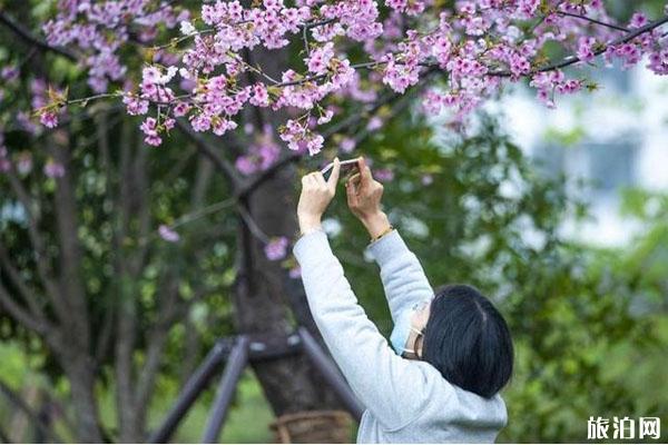 宁波植物园樱花什么时候开?附入园预约及游玩指南