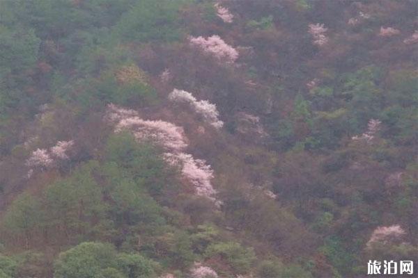 四明山家樱花正在那里 最好没有雅赏地位