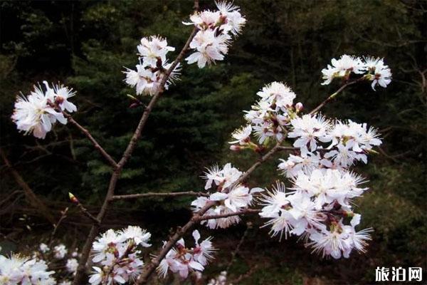 四明山野樱花在哪里 最佳观赏位置