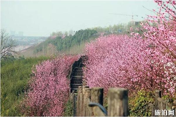 重庆哪里看桃花最好