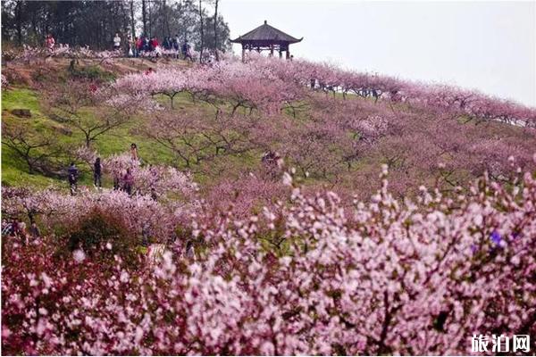 重庆哪里看桃花最好