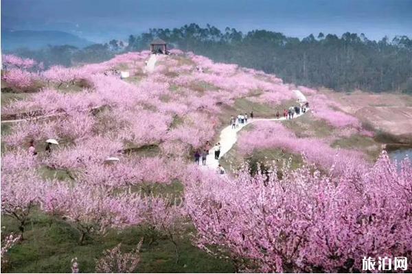 重庆哪里看桃花最好