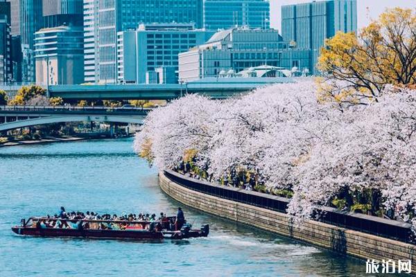 2020大阪樱花什么时候开和观赏地点推荐