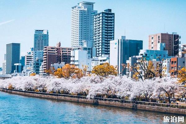 2020大阪樱花什么时候开和观赏地点推荐