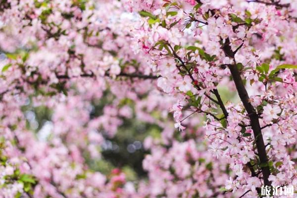贵州春季赏花去哪里 贵州赏花地点及门票