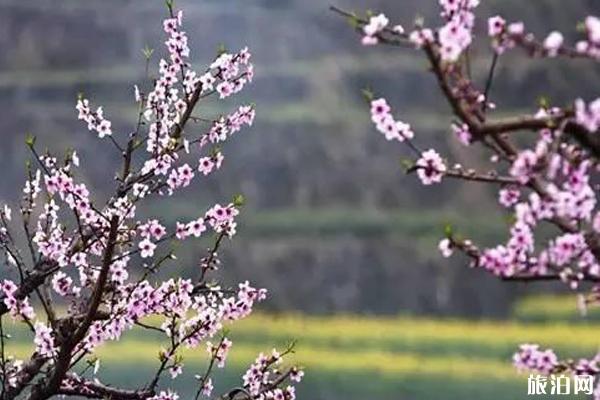 春季怒江赏花地点推荐