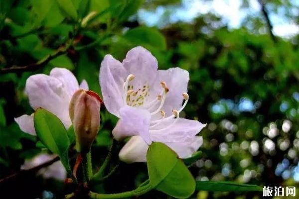 秋季喜江赏花天面保举