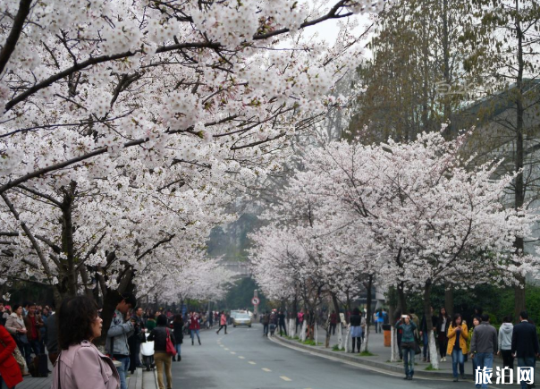 南京鸡鸣寺预约入口及预约指南 2020南京景区明飞开放日时间