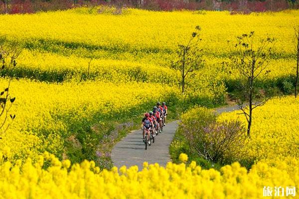 2020高淳国际慢城金花节门票预约和时间和线上观看信息