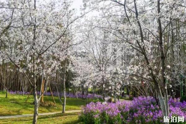 2020上海共青森林公园何时开放 春季赏花攻略