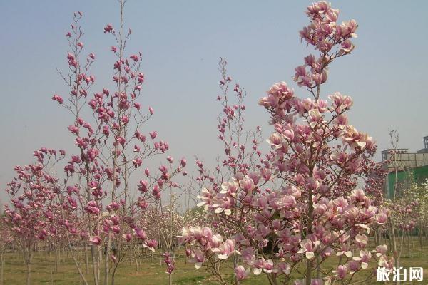 2020北京国际雕塑公园玉兰赏花季取消