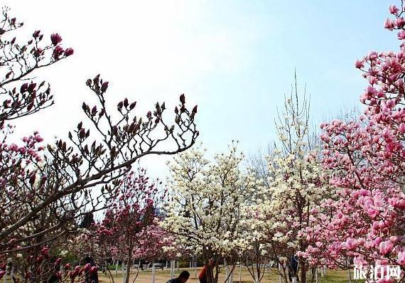 2020北京国际雕塑公园玉兰赏花季取消