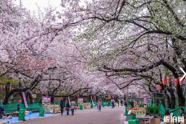 2020东京上野公园樱花开放 禁止游客野餐