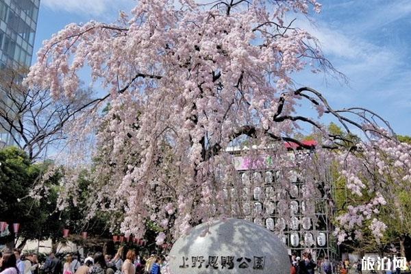 2020东京上野公园樱花开放 禁止游客野餐