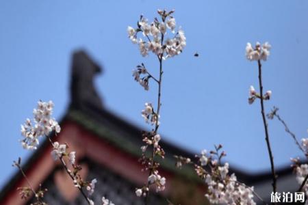 2022南京鸡鸣寺樱花开放时间 附预约观赏指南