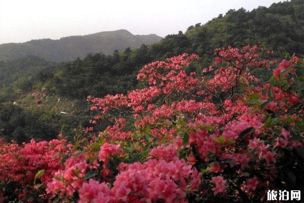 杜鹃花什么时候开花 国内观赏杜鹃花景点推荐