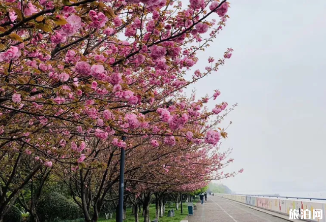 杭州樱花几月份开 杭州樱花去哪里看