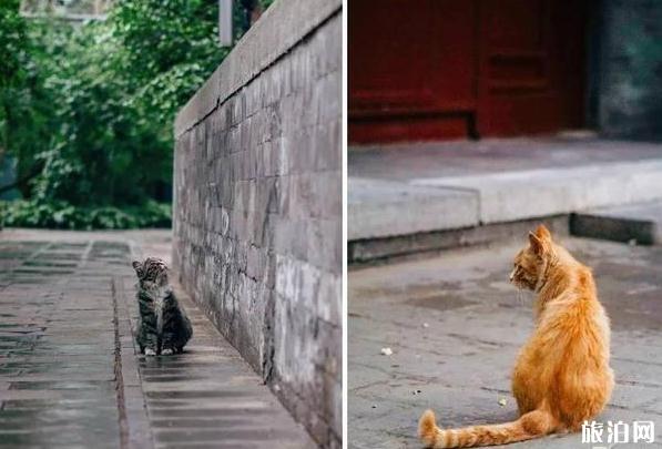北京法源寺为什么有很多猫