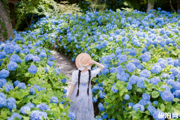 夏天去日本哪里旅游好 日本夏季赏花时间