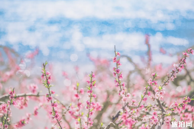 苏州春季赏花去哪 2020苏州赏花景点恢复开放