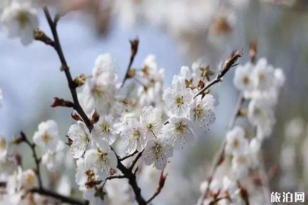 浮山櫻花園怎么樣 門票多少-停車費