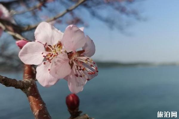 春天颐和园赏花地点推荐