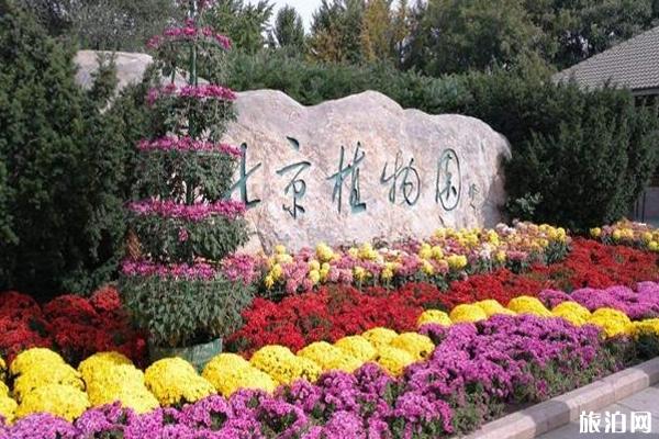 2020北京玉渊潭樱花节取消后去哪里看樱花