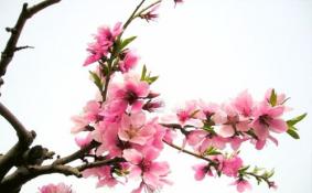 三月赏花去哪里 国内赏花景点推荐