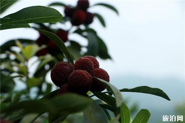 合川區(qū)雙鳳鎮(zhèn)保合觀光園游玩攻略