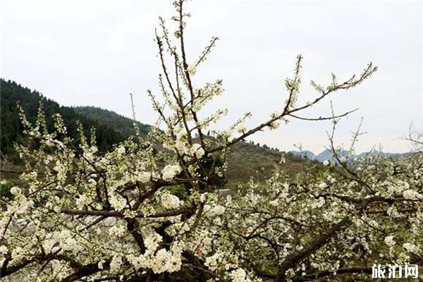 合川區(qū)雙鳳鎮(zhèn)保合觀光園游玩攻略