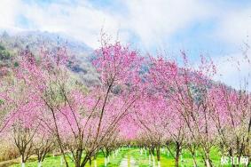 2020十堰太和梅花谷风景区开放时间