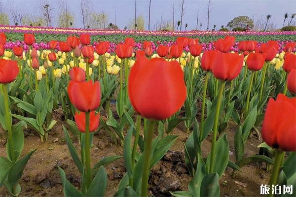 池州平天湖生態(tài)濕地郁金香什么時(shí)候開