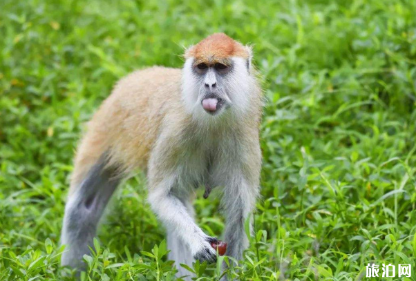 旅游中動物虐待行為有哪些 景區(qū)怎么游玩不會虐待動物