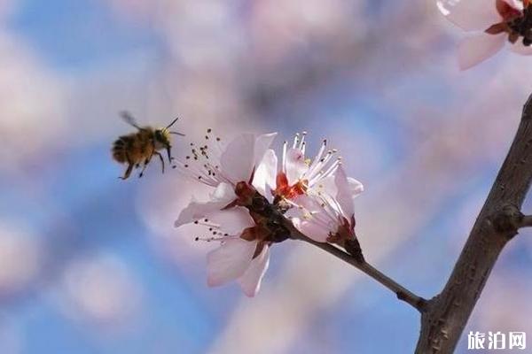 2020北京植物園桃花節取消