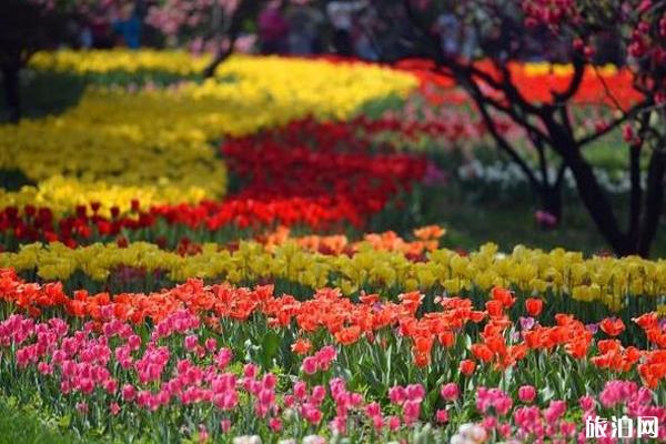 2020北京植物園桃花節取消