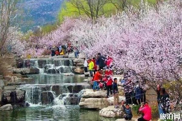 2020北京植物園桃花節取消