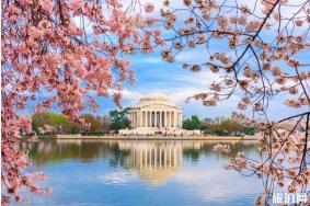 2022华盛顿樱花什么时候开和观赏地点整理