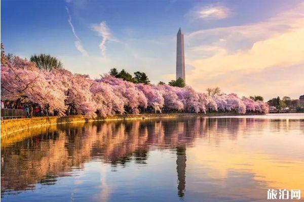 2022华盛顿樱花什么时候开和观赏地点整理
