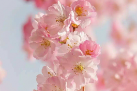 春季赏花去处 国内赏花去哪里
