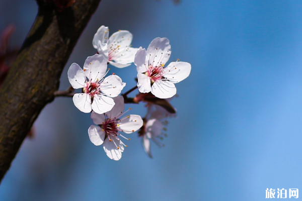 3月南京哪里可以赏樱-开放时间及预约信息