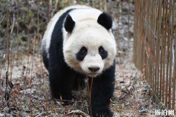 中国大熊猫保护研究中心开放时间2020