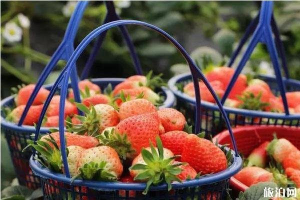 徐州草莓采摘园在哪里 采摘地推荐