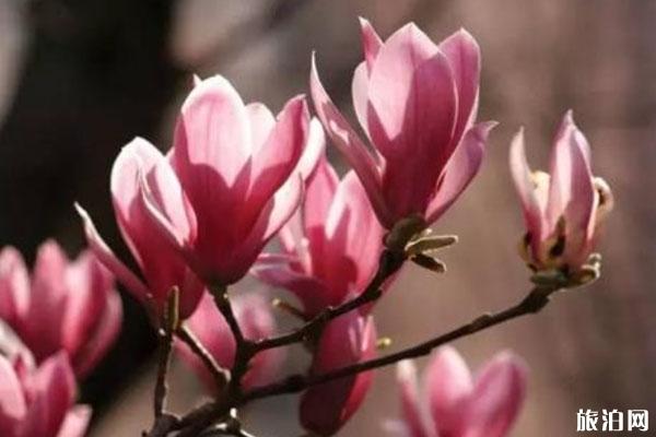 2020天津春季赏花时间和地点推荐