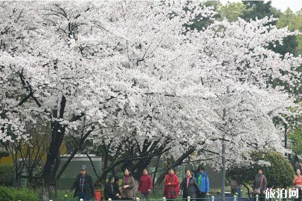 常州红梅公园樱花什么时候开