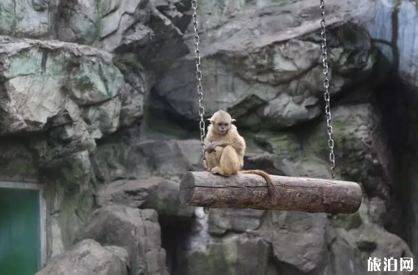 北京動物園開門了嗎 2020北京動物園開放區域及預約