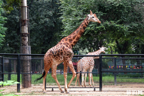 北京動物園開門了嗎 2020北京動物園開放區域及預約