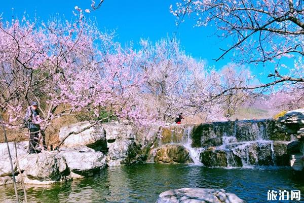 北京植物园桃花节多久举办 入园提示-今年还举办吗