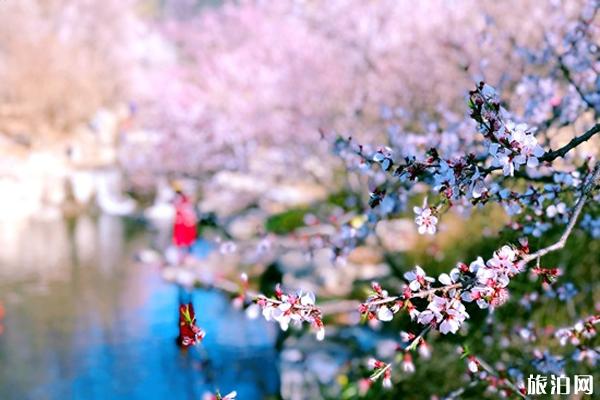 北京植物园桃花节多久举办 入园提示-今年还举办吗